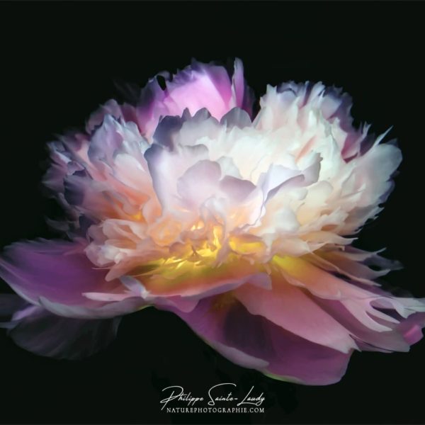 Inverted peony Photo de pivoine en négatif couleur
