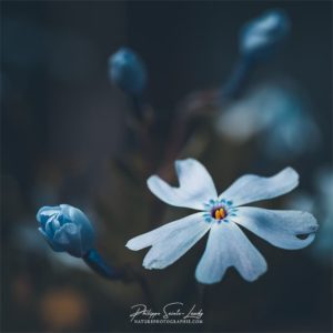 On the Square Silene Capensis