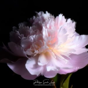 Perfume Peony Pivoine en gros plan