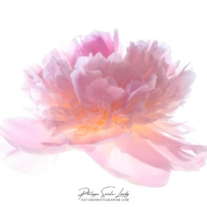 Photo pivoine Photo pivoine