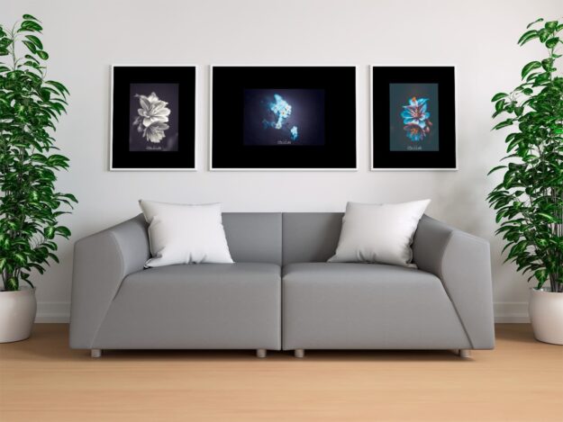 Photos de fleurs