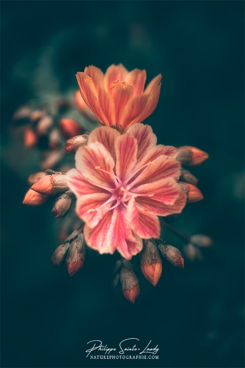 Lewisia