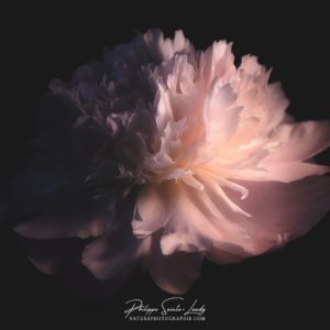Sweet Peony Photo d'une pivoine en lumière clair obscur