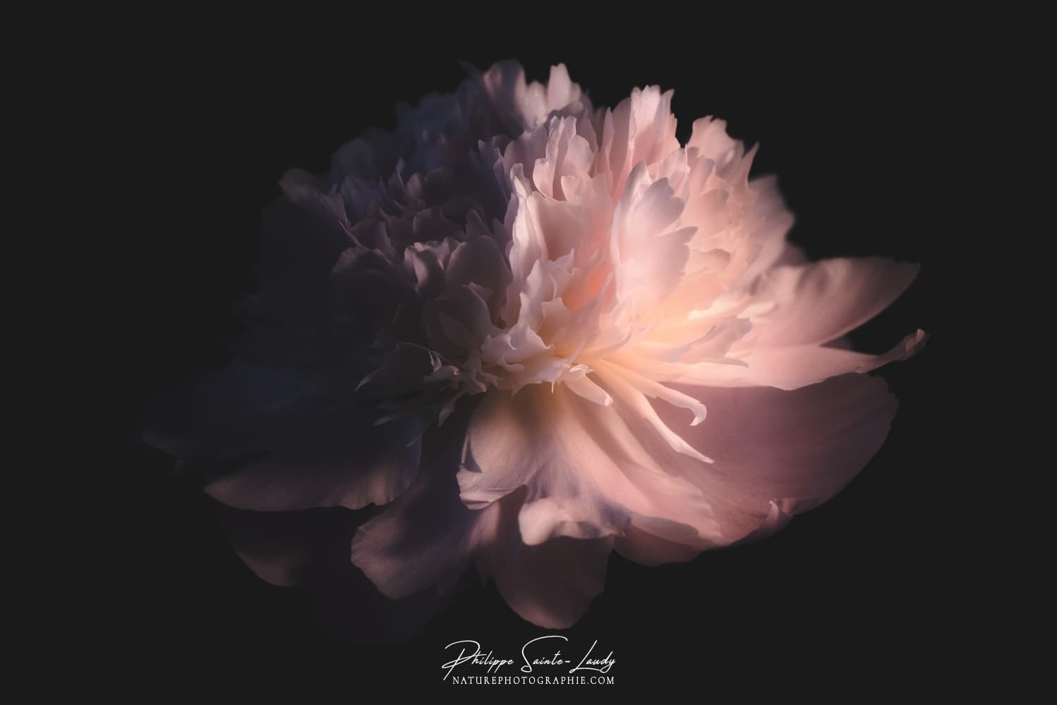 Photo d'une pivoine en lumière clair obscur