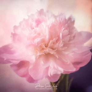Textured Peony Photo d'une pivoine avec une texture