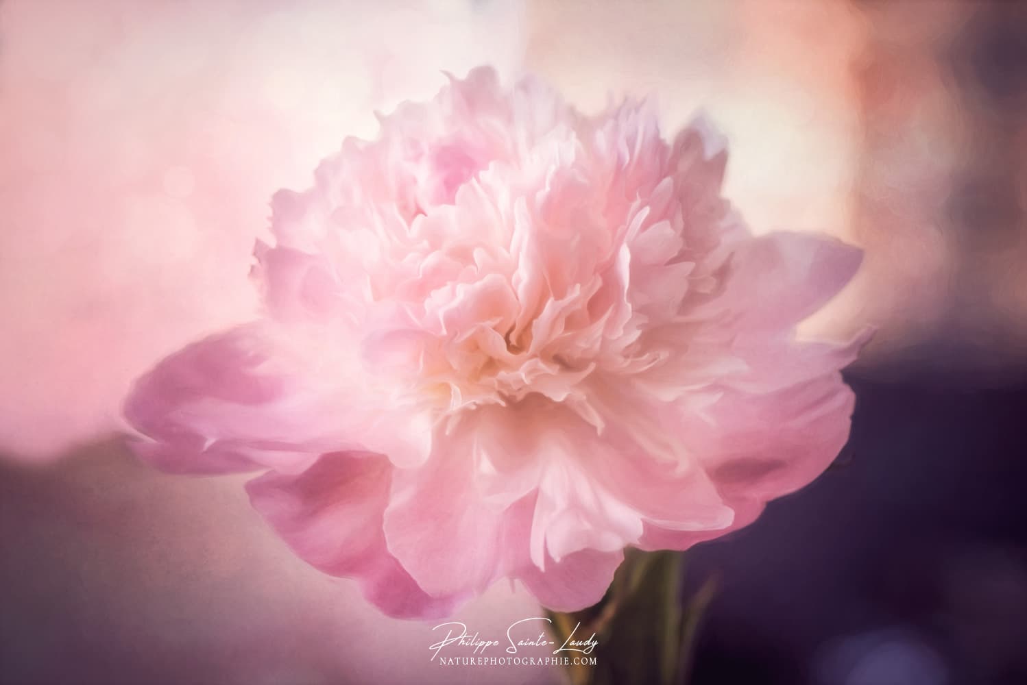 Photo d'une pivoine avec une texture