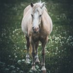 Cheval blanc dans un pré