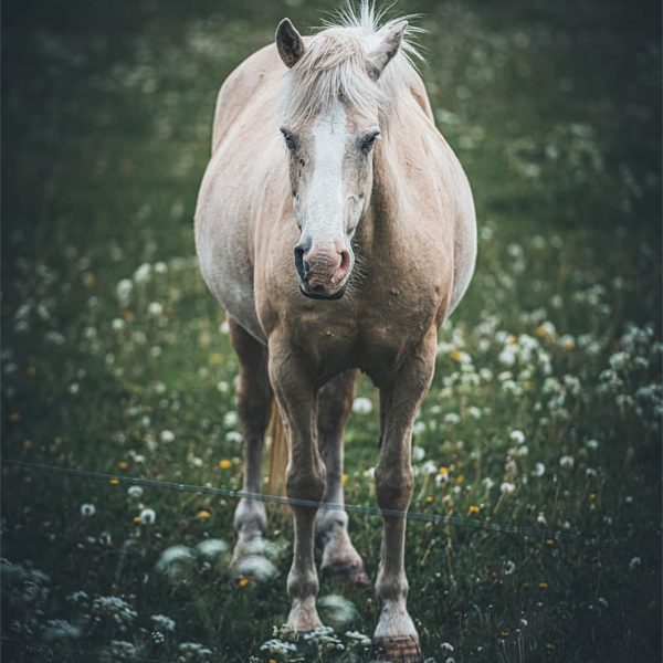 Cheval blanc Cheval blanc dans un pré