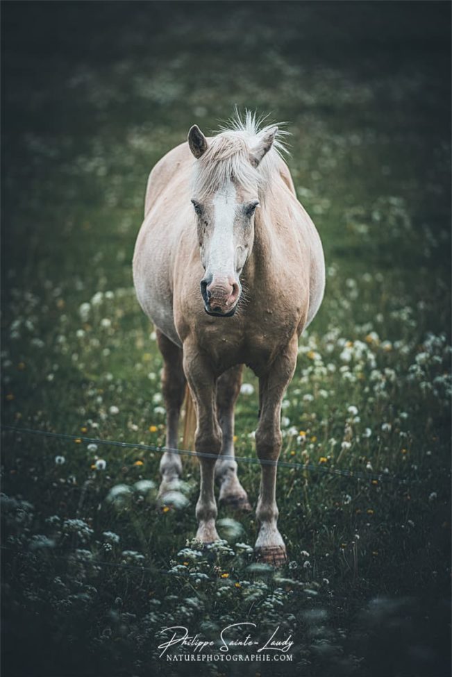 Cheval blanc dans un pré