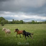 Chevaux en liberté #1