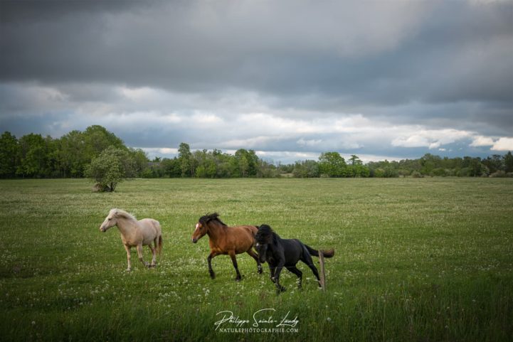 Chevaux en liberté #1