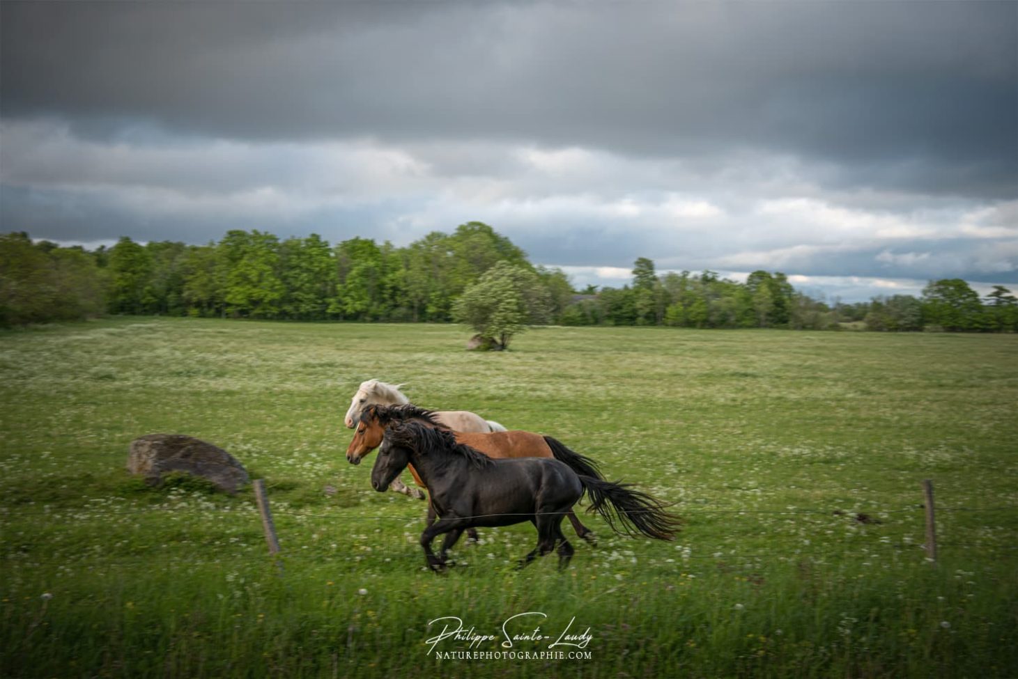 Chevaux en liberté #2