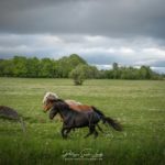 Chevaux en liberté #2