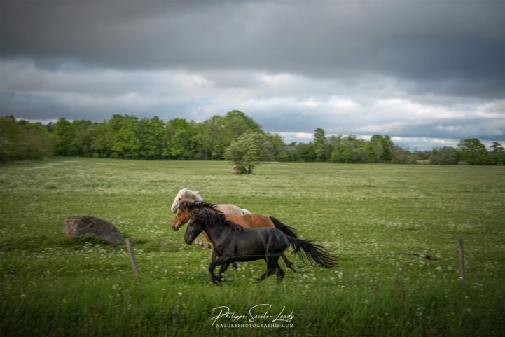 Chevaux en liberté #2