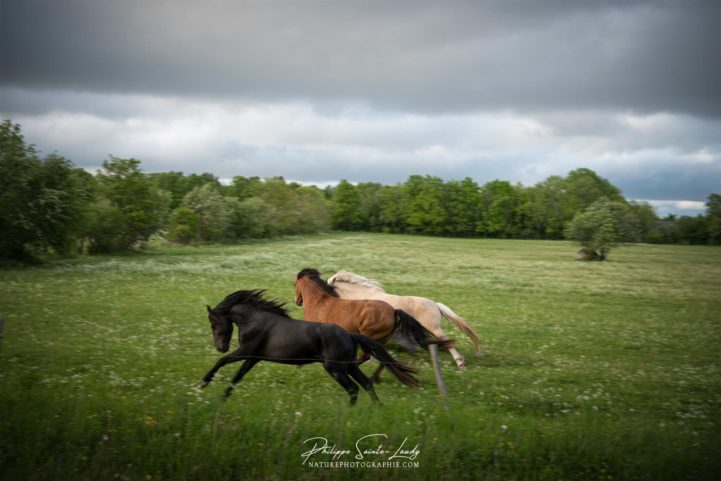 Chevaux en liberté #3