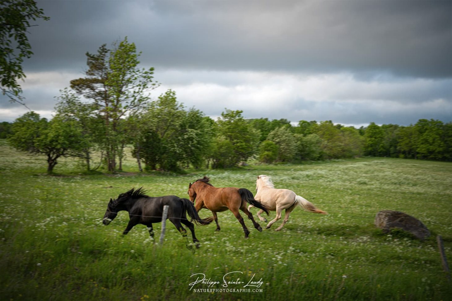 Chevaux en liberté #4