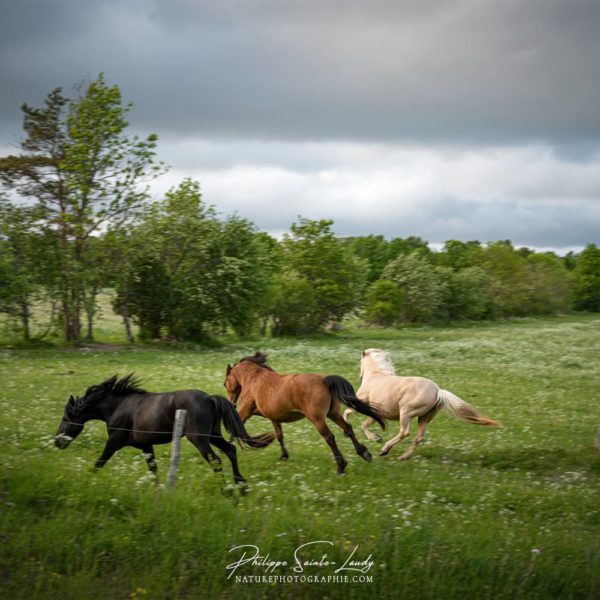 Chevaux en liberté #4