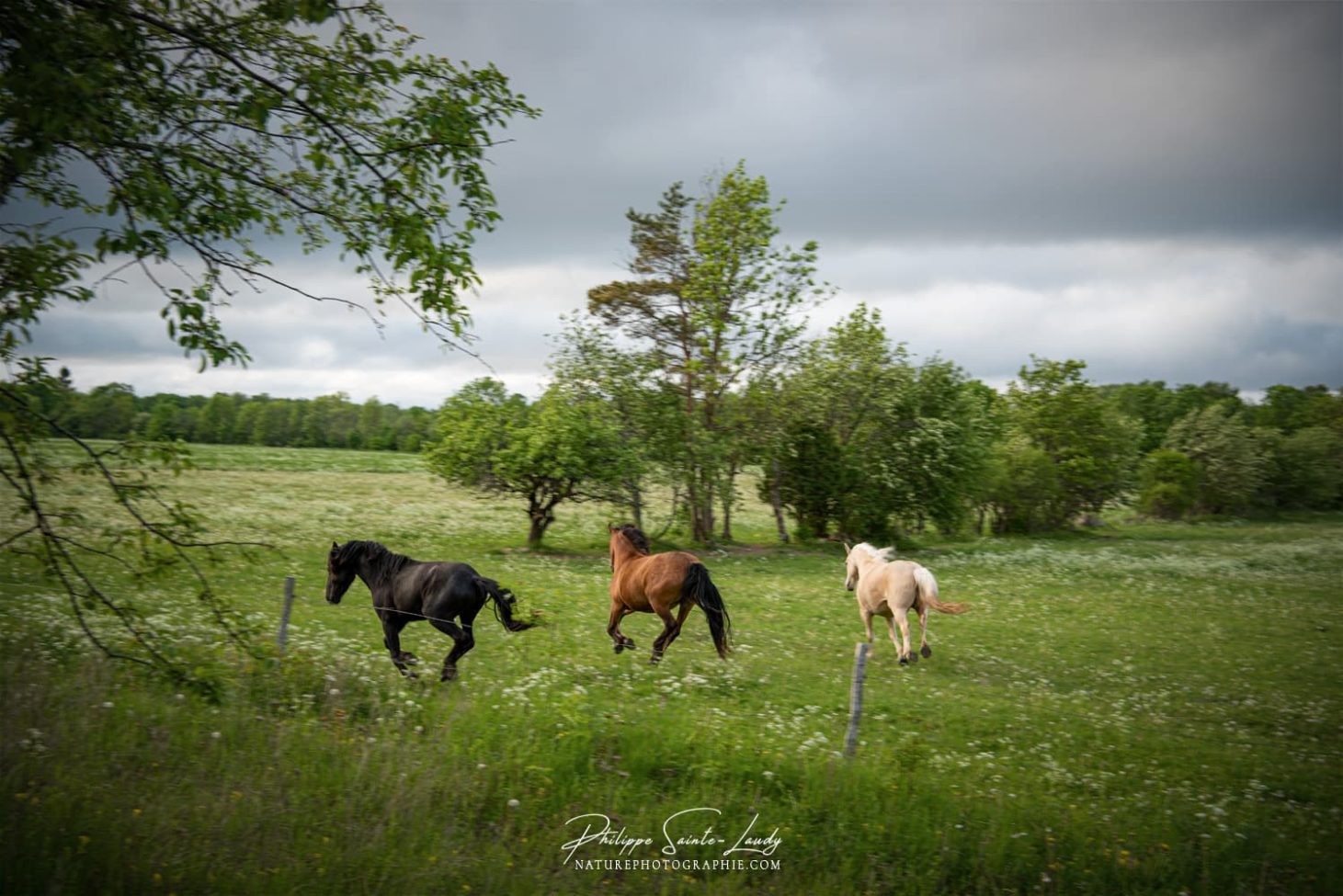 Chevaux en liberté #5