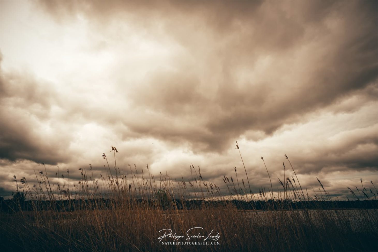 Champs de roseaux en bordure de la mer baltique