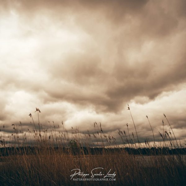 Cloud People Champs de roseaux en bordure de la mer baltique