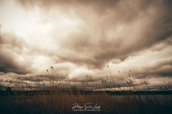 Champs de roseaux en bordure de la mer baltique