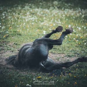 Un cheval se roule par terre