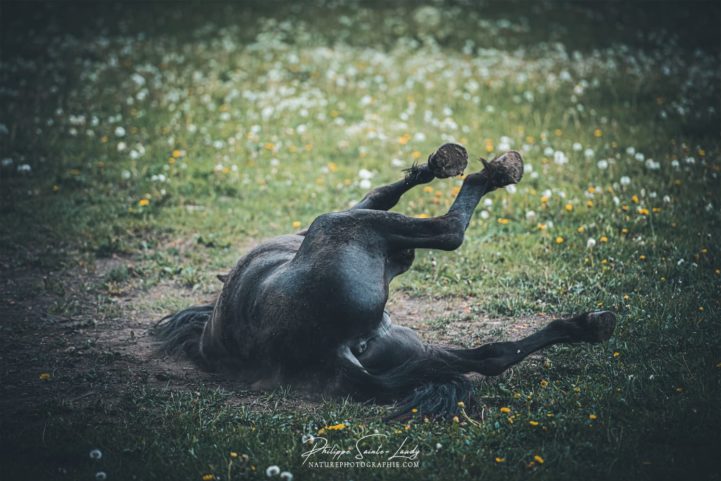 Un cheval se roule par terre