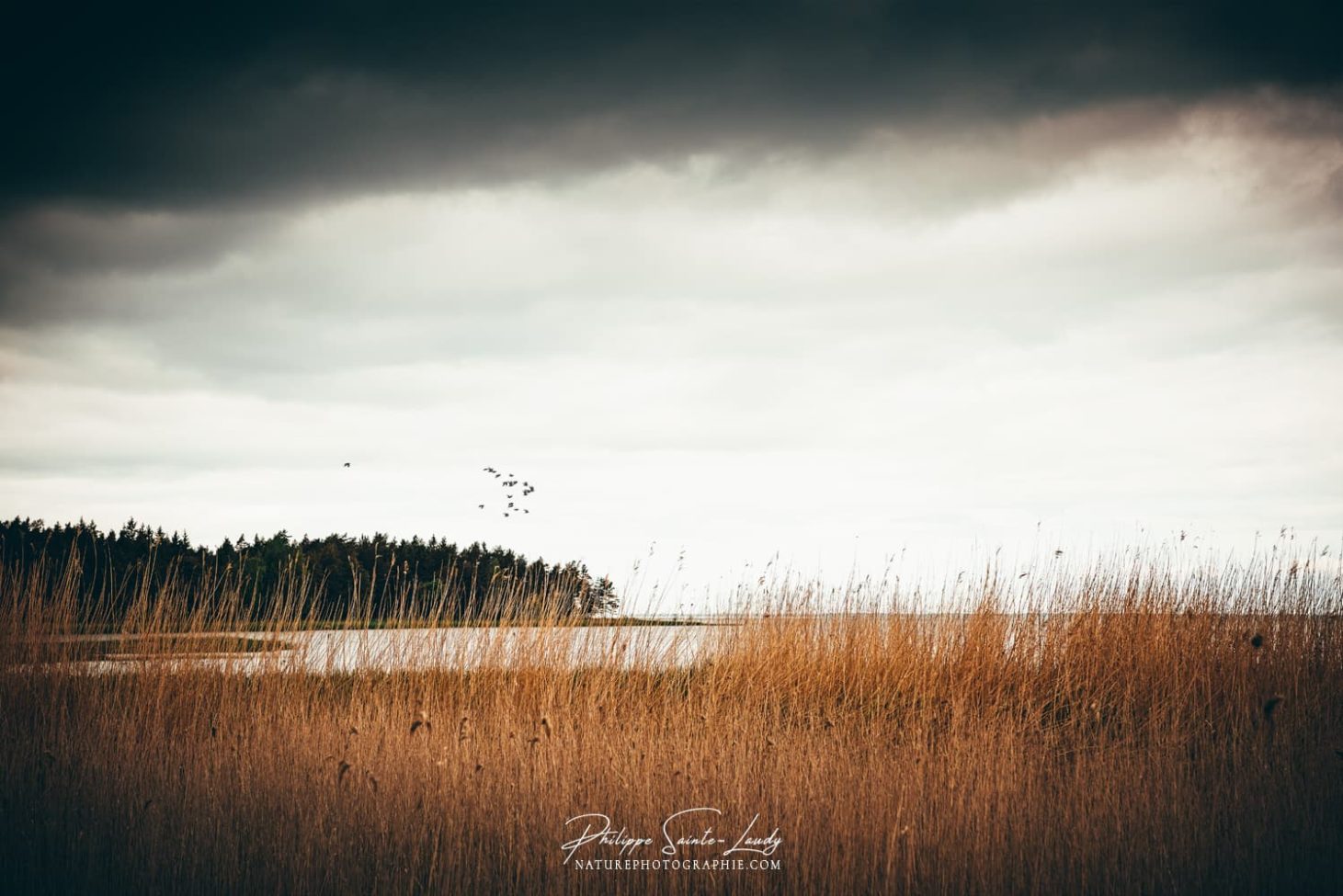 Les bords de la mer baltique en Estonie