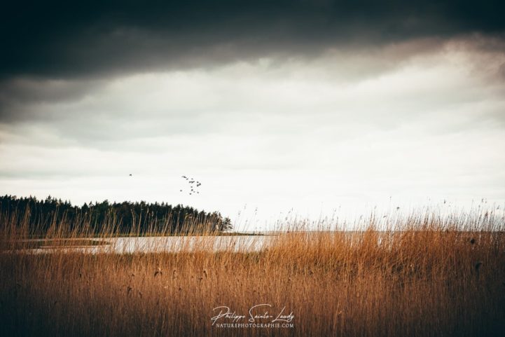 Les bords de la mer baltique en Estonie