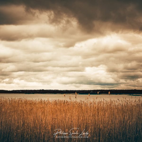 Eyes on the Horizon Heure dorée sur les bords de la baltique dans le golfe de Finlande