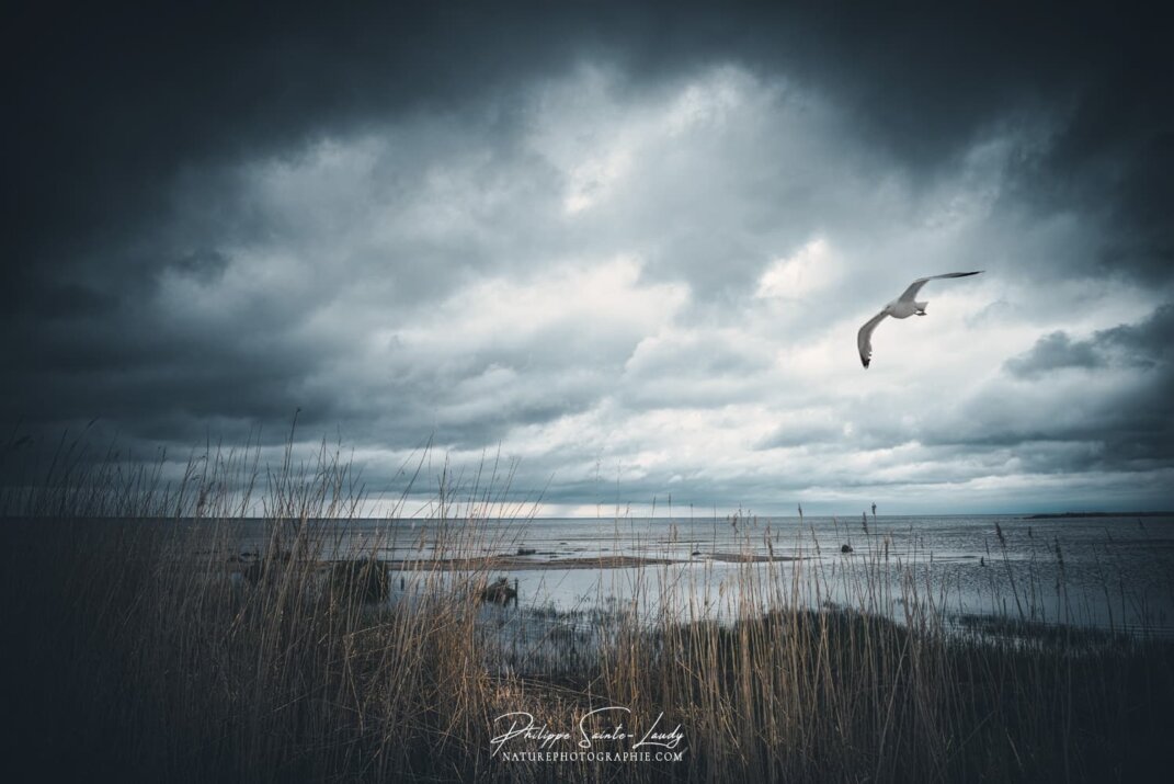 Une mouette dans le golfe de Finlande