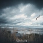 Une mouette dans le golfe de Finlande