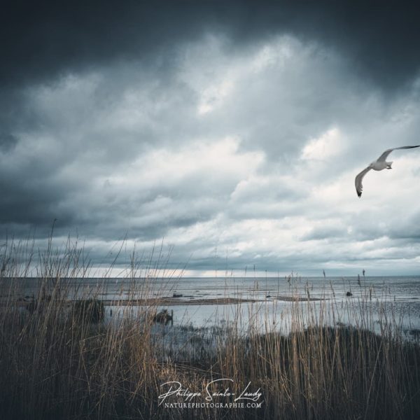 Goodbye, Again Une mouette dans le golfe de Finlande