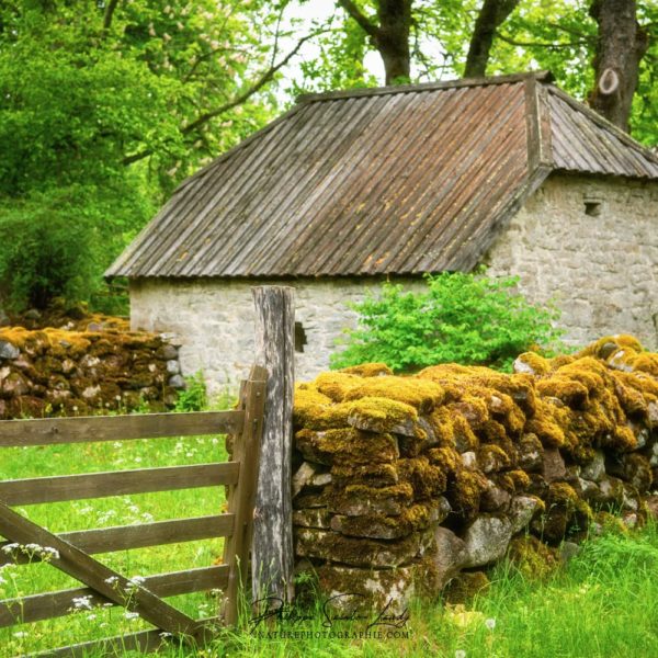 Green Day Vieux mur de pierres en Estonie