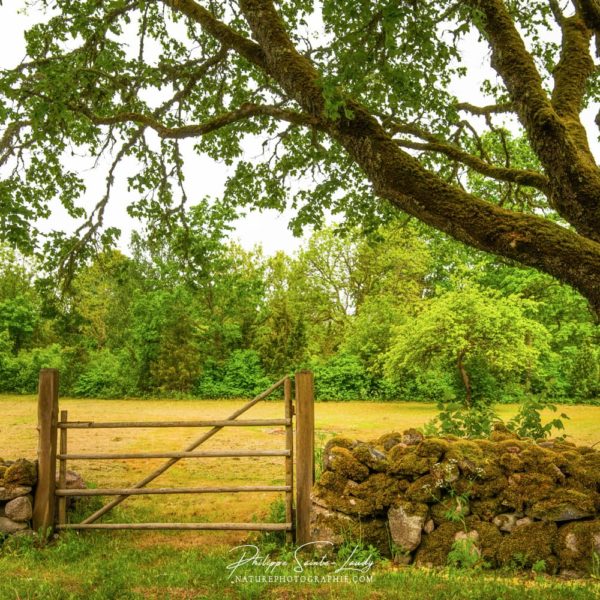 Green Entrance Barrière dans la campagne en Estonie