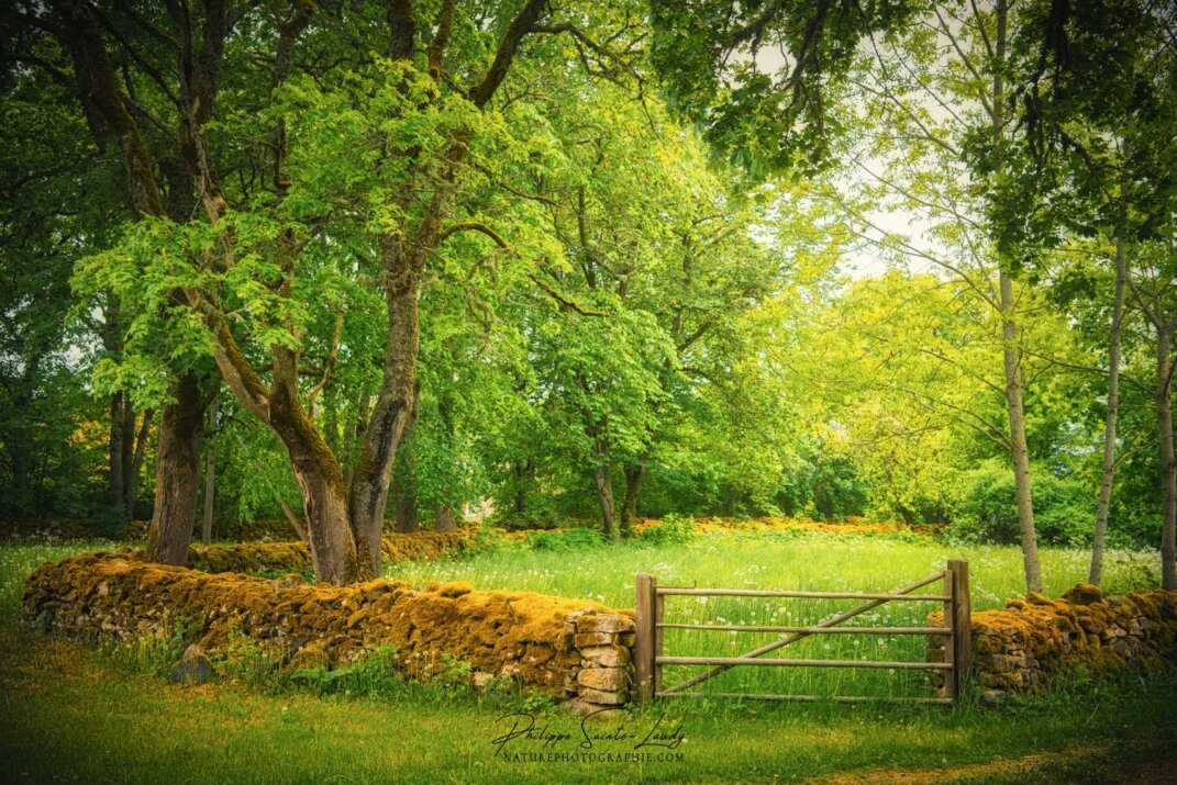 Un pré vert en Estonie