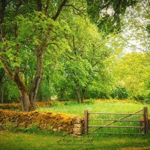 Green Fields Un pré vert en Estonie