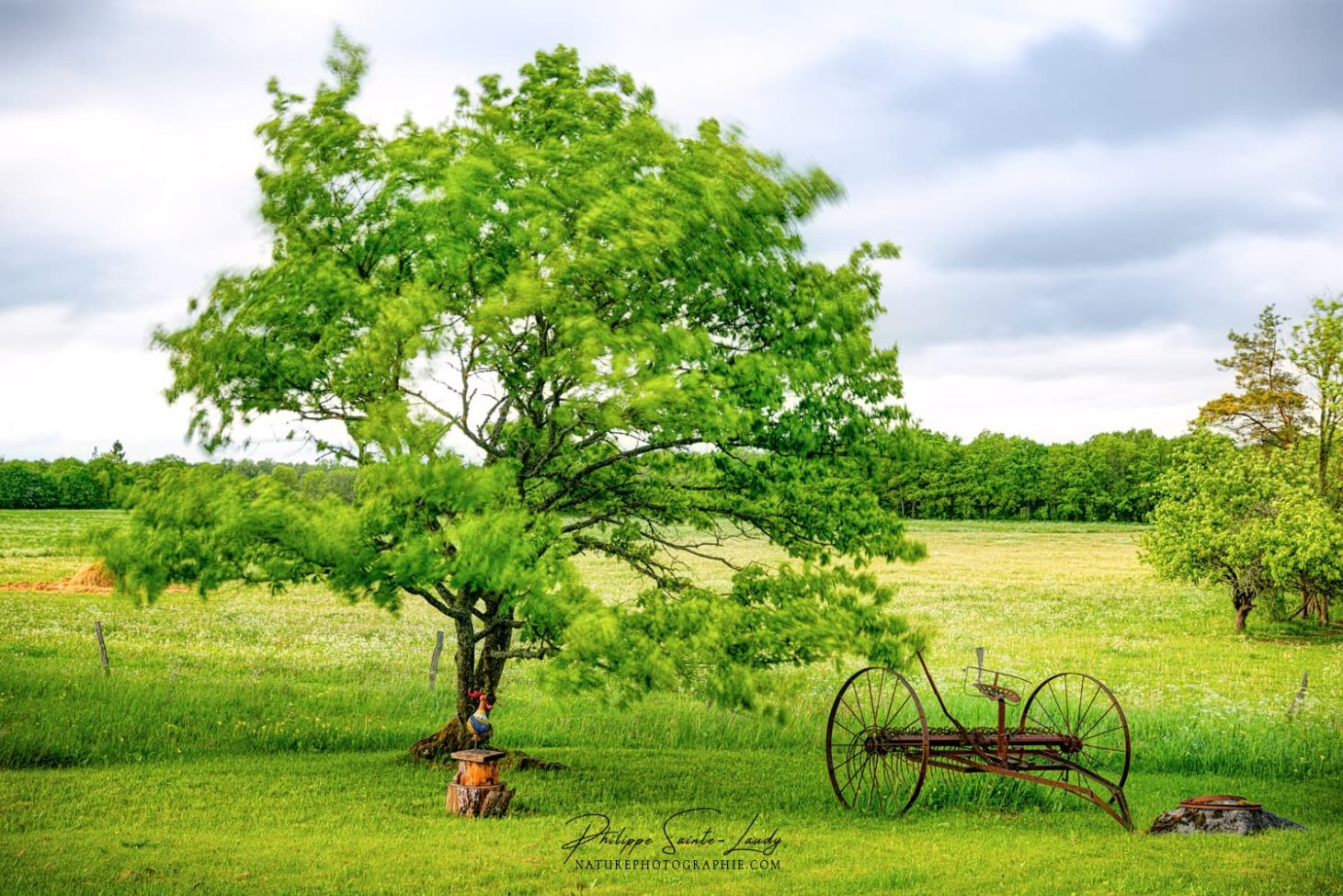 Pose longue en plein jour sur un arbre dans le vent