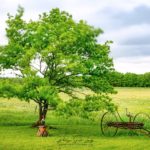 Pose longue en plein jour sur un arbre dans le vent