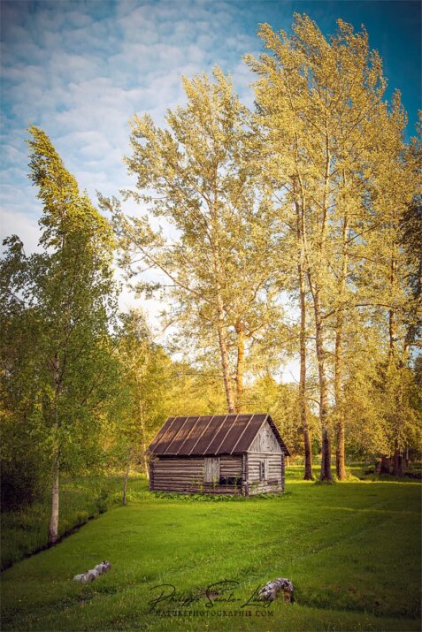 Écrin de verdure en Estonie