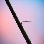 Goutte d'eau posée délicatement sur l'extrémité d'une petite feuille de bambou