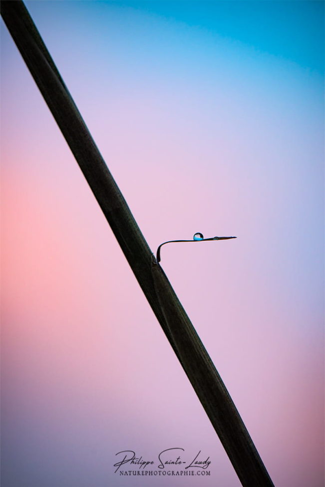 Goutte d'eau posée délicatement sur l'extrémité d'une petite feuille de bambou
