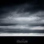 Un vol d'oiseaux dans un ciel nuageux au-dessus du golfe de Finlande - Estonie