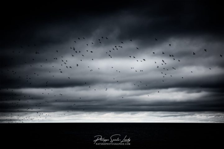 Un vol d'oiseaux dans un ciel nuageux au-dessus du golfe de Finlande - Estonie