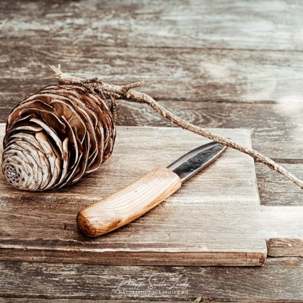 Pomme de Pain Une pomme de pin qui se prenait pour un pain