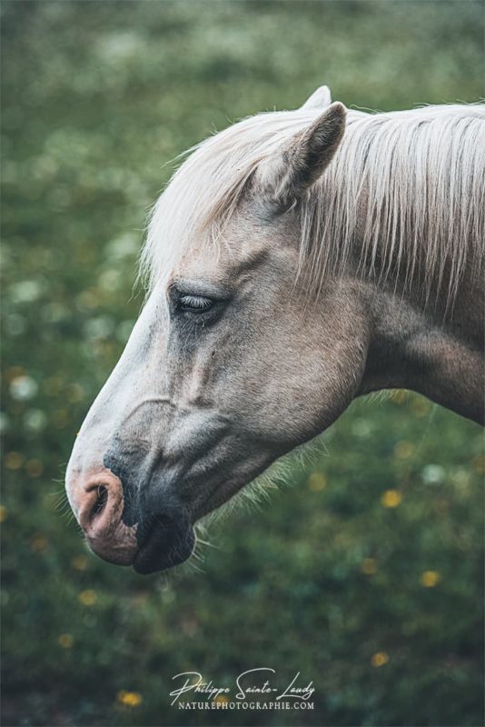 Portrait de cheval blanc