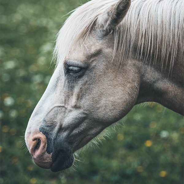 Portrait de cheval #1 Portrait de cheval blanc