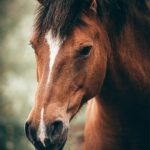 Portrait de cheval brun