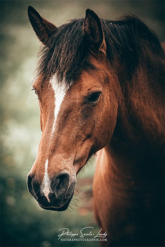 Portrait de cheval brun