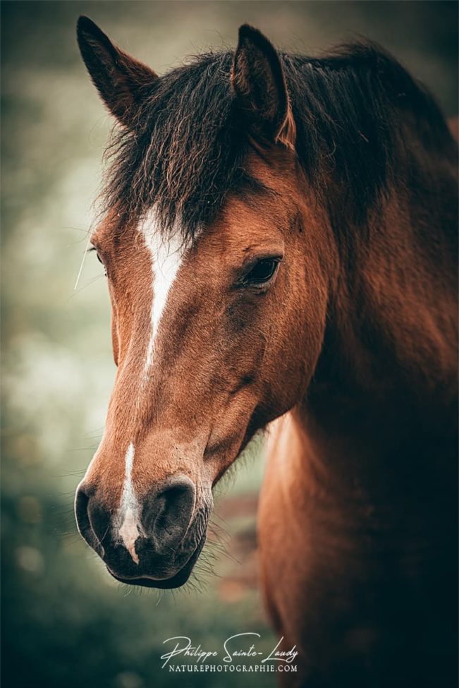 Portrait de cheval brun